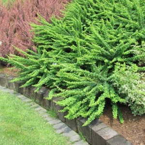 Комплект 5шт / Барбарис неплодоносящий Грин Карпет