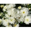 Саженец хризантемы мультифлора Пауло Уайт (Paularo White) (Белая )