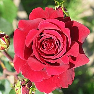 Роза Бранденбург(чайно-гибридная)