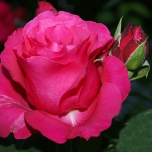 Саженец чайно-гибридной розы Джиральдо
