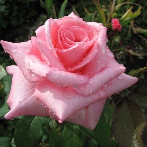 Саженец чайно-гибридной розы Эйфель Тауэр