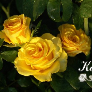 Саженец чайно-гибридной розы Kerio