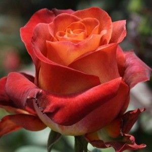 Саженец чайно-гибридной розы Кофе Брейк