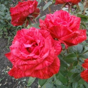 Саженец чайно-гибридной розы Ред Интуишн