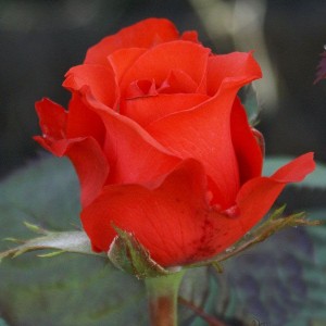 Саженец чайно-гибридной розы Royal Massay - Роял Массай