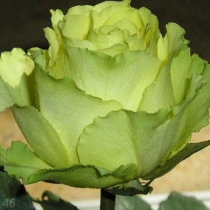 Саженец чайно-гибридной розы Таль