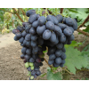 Саженец винограда Черная Вишня (Ранний/Черный)