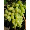 Саженец винограда Элегант (Ранний/Белый)