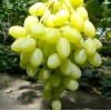 Саженец винограда Первозванный - Кишмиш (Ранний/Белый)