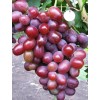 Саженец винограда Подарок Ирине (Средний/Розовый)