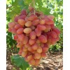 Саженец винограда Ух-Ты - Шамаханская Царица (Ранний/Белый)