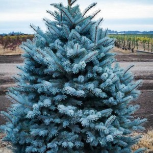 Саженец Ели колючая Глаука Мэджестик Блу (Glauca Majestic Blue) (саженец до 40 см)