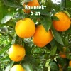 Комплект 5шт / Апельсин Гамлин: фото и описание