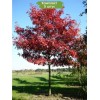 Саженцы дуба Красный от 150 см -  5 шт.