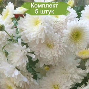 Саженцы хризантемы мультифлора Домино Уайт (Белая ) -  5 шт.