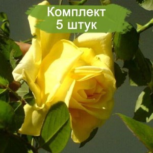 Комплект 5шт / Роза Клаймбинг Голдмари (плетистая)