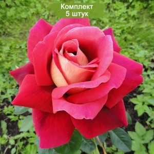 Саженцы чайно-гибридной розы Кроненбург (Kronenbourg) -  5 шт.