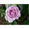 Саженцы шраб розы Ля Роз дю Пти Принс (La Rose du Petit Prince) -  5 шт.