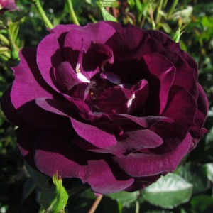 Саженцы кустовой розы Миднайт Блу (Midnight Blue) -  5 шт.