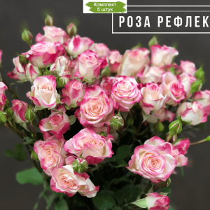 Саженцы кустовой розы Рефлекс (Reflex) -  5 шт.