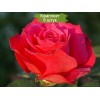 Саженцы чайно-гибридной розы Шакира (Shakira) -  5 шт.