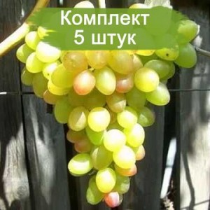 Саженцы винограда Ахиллес (Ранний/Белый) -  5 шт.