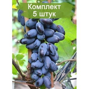 Саженцы винограда Байконур (Ранний/Фиолетовый) -  5 шт.