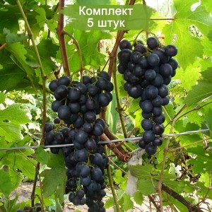 Саженцы винограда Дачный (Поздний/Черный) -  5 шт.