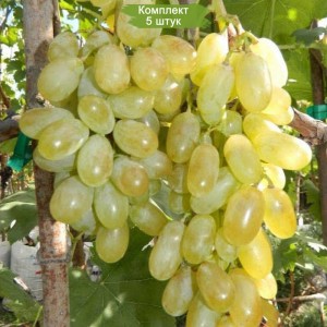 Саженцы винограда Хусайне (Дамские пальчики) (Средний/Белый) -  5 шт.