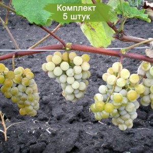 Саженцы винограда Ниагара - Кишмиш (Ранний/Белый) -  5 шт.
