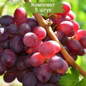 Саженцы винограда Памяти Отца (Средний/Красный) -  5 шт.