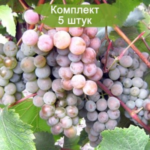 Саженцы винограда Розовый Жемчуг (Ранний/Розовый) -  5 шт.