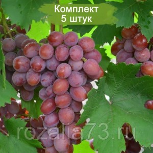 Саженцы винограда Сиреневый Туман (Ранний/Розовый) -  5 шт.