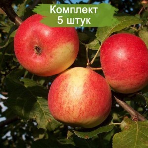 Саженцы яблони Память Мичурина -  5 шт.