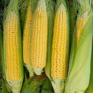 Семена кукурузы Попкорн Сахарок