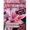Пузыреплодник краснолистный /опт 1000 шт саженцы