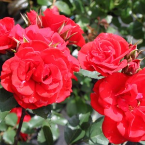 Саженец кустовой розы Кордес Брильянт (Kordes Brillant)