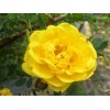 Саженец розы кустовой Пимпринэль (Pimprenelle)