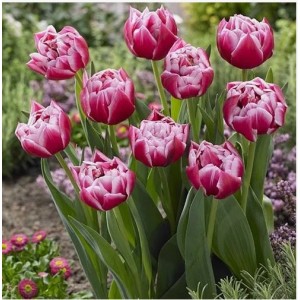 Тюльпан Колумбус (Columbus)