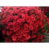 Саженец хризантемы мультифлора Зелос (Zelos) (Красная )