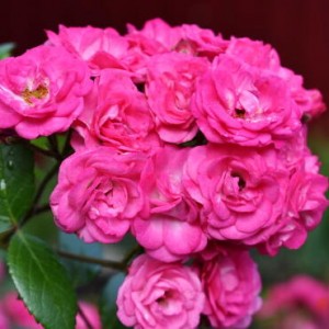 Комплект из 3-х штамбовых роз Динки (Dinky)
