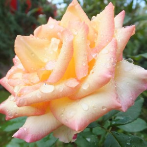 Саженец чайно-гибридной розы Амбианс