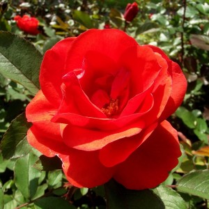 Саженец канадской розы Моден Файрглоу