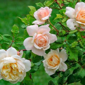 Саженец шраб розы Зорба