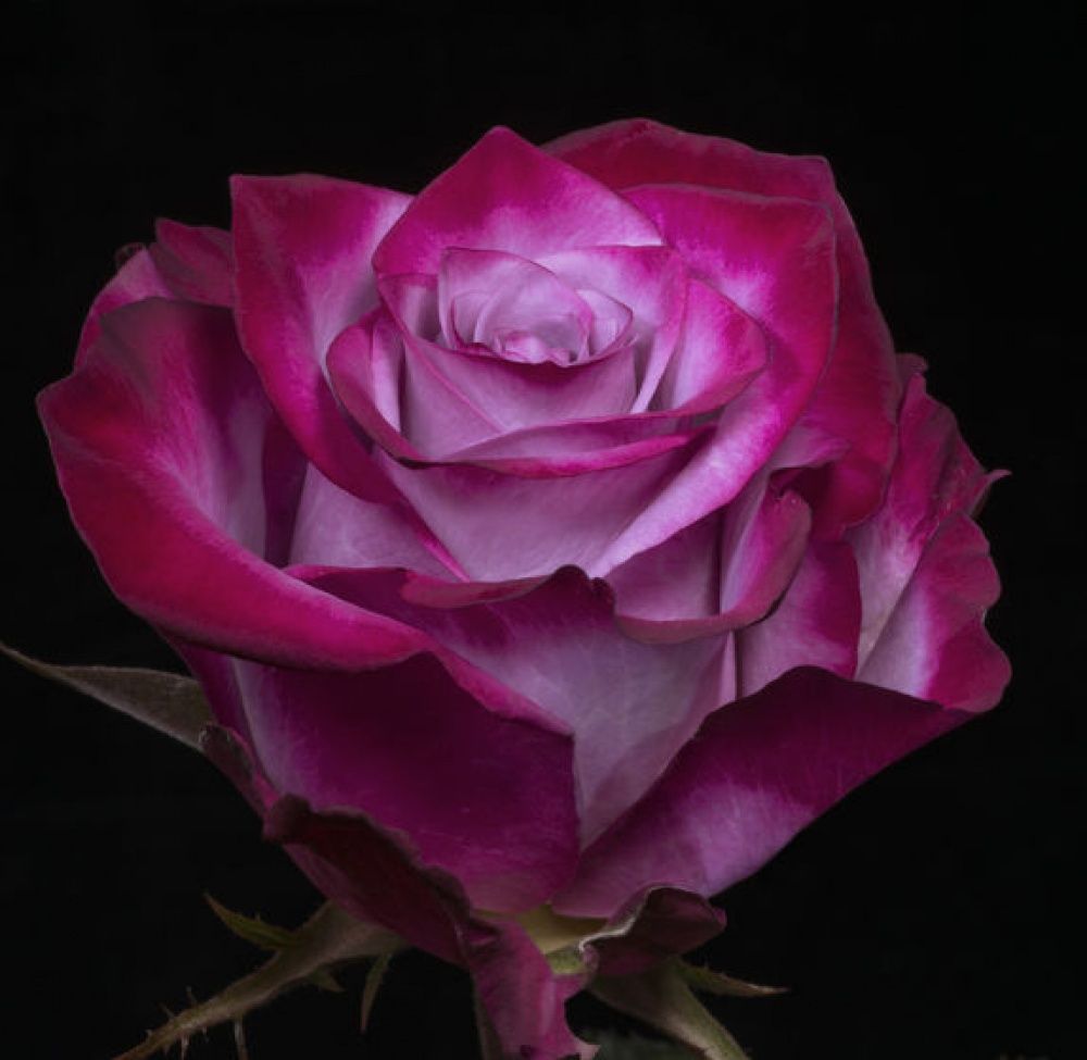 Саженец чайно-гибридной розы Дип Перпл