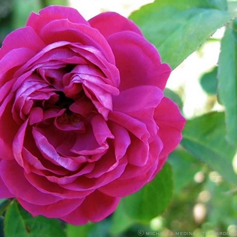 Саженец  почвопокровной розы Фейри Чейнджлинг