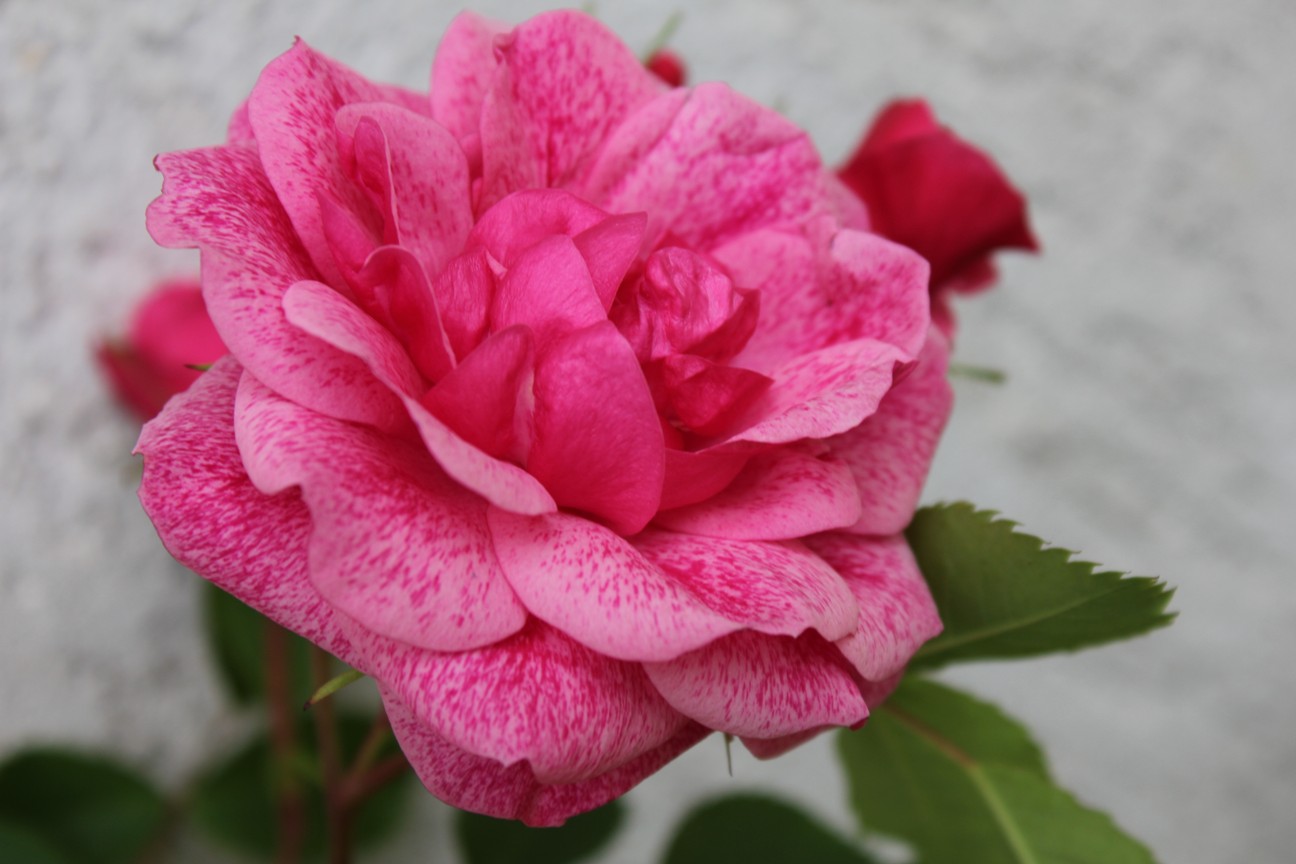 Саженец канадской розы Моден Руби